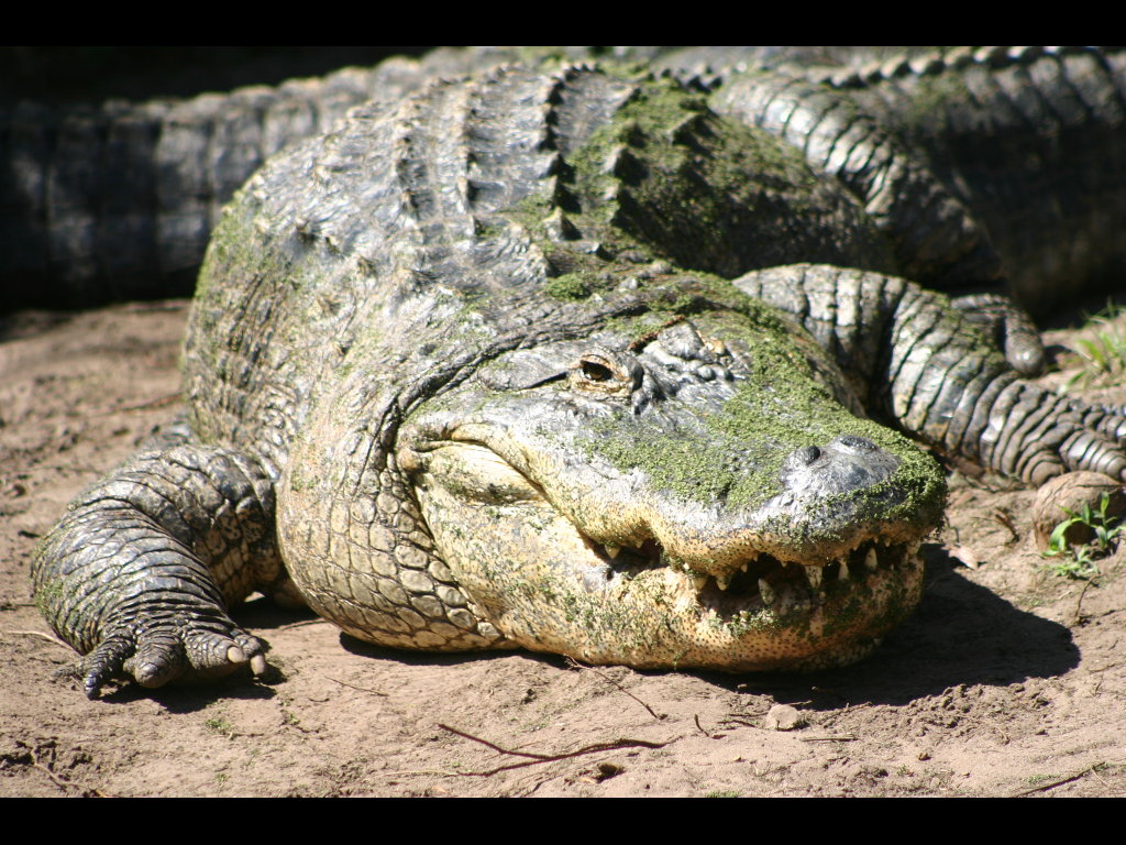 alligator in dining room