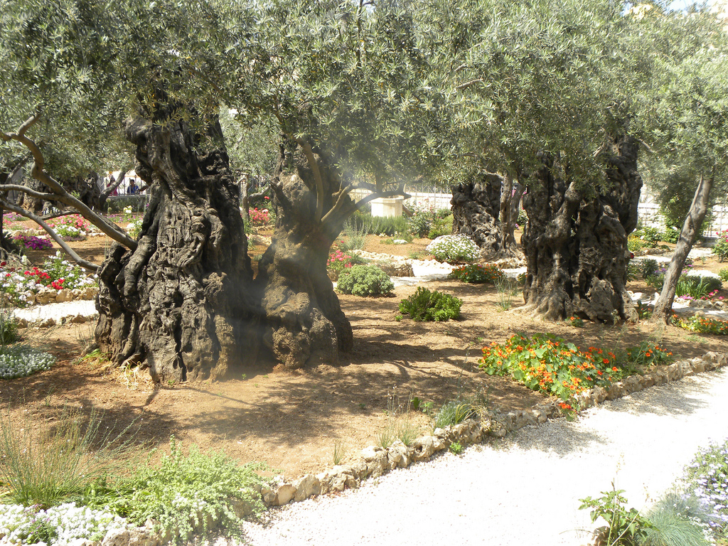 Mount of Olives (Gethsemane)