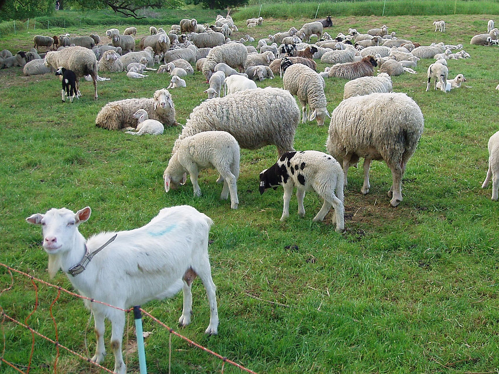 Sheep and Goats