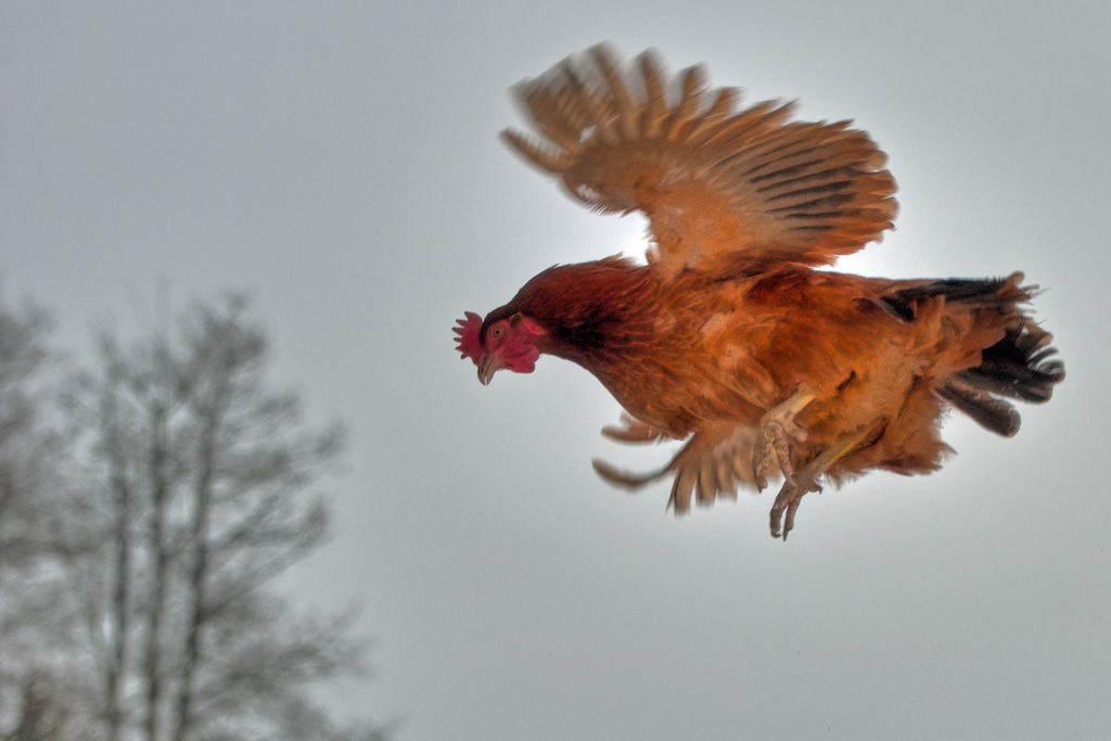 Flying Hen