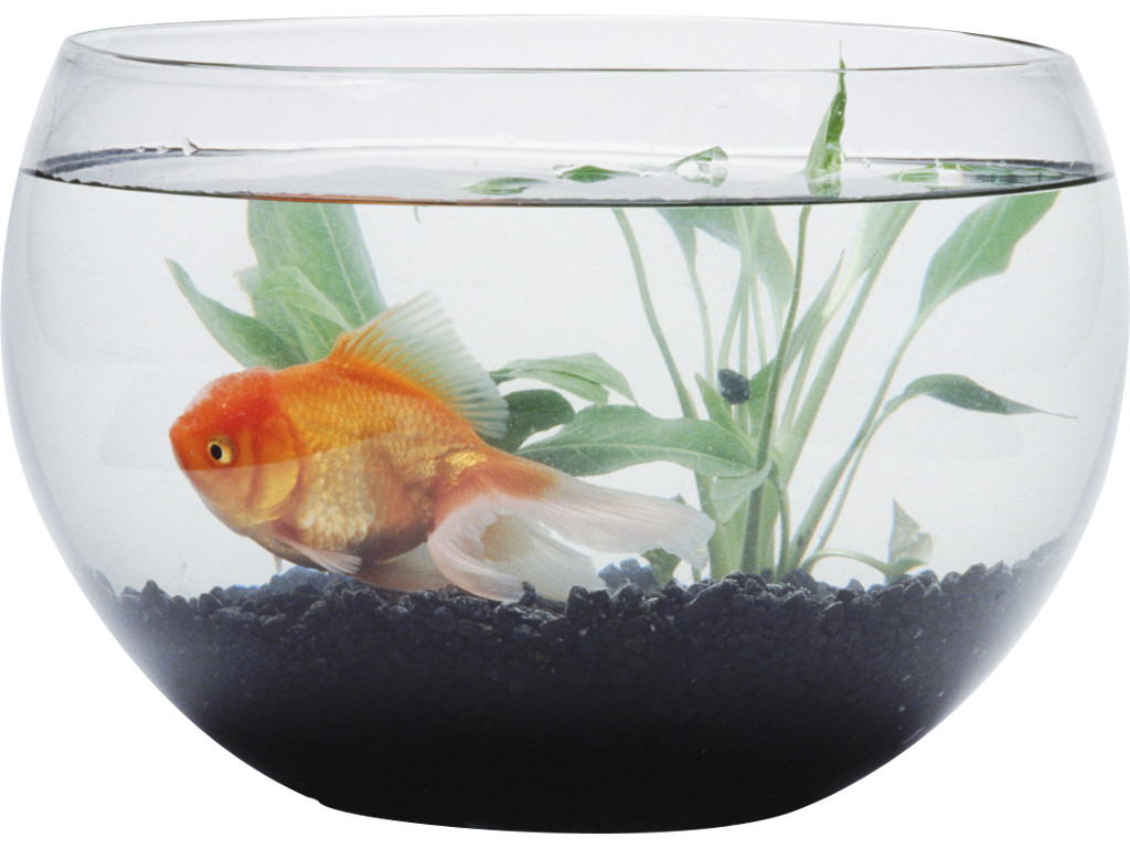 Larry's goldfish
