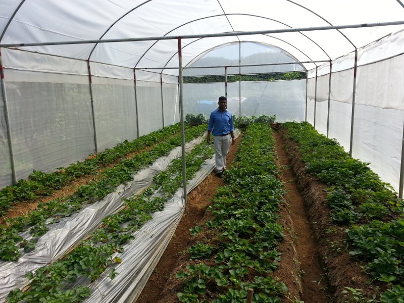 One of the development projects is a strawberry growing operation