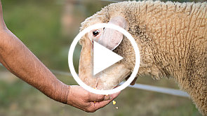 The deeper, fuller meaning of the parable of the Good Shepherd