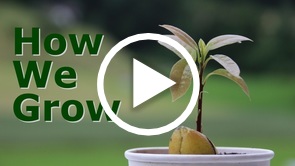 How we Grow--A Surprising Answer from Colossians