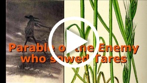 The Parable of the Enemy who sowed Tares (Matt 13:24-43)
