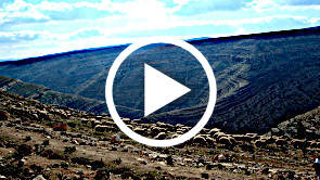 Parable of the Good Shepherd (John 10:1-21)