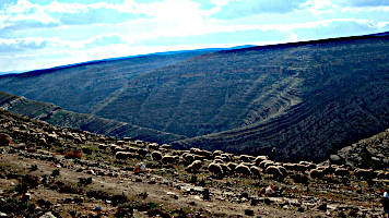 Parable of the Good Shepherd (John 10:1-21)