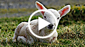 God's Joy over You: Parable of the the Lost Sheep — Luke 15