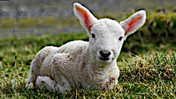 God's Joy over You: Parable of the the Lost Sheep — Luke 15