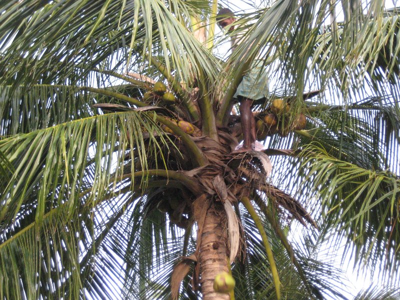 Cutting down coconuts (you can see one falling)