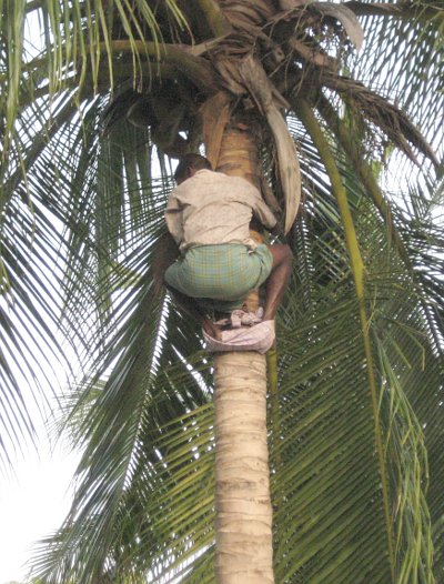 Climbing the tree using a loop of cloth around his ankles