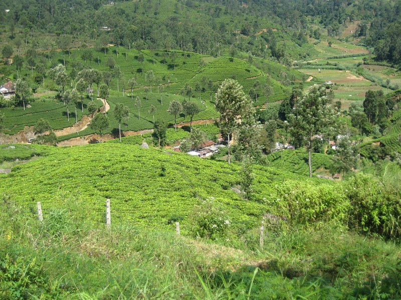 Tea plantation village