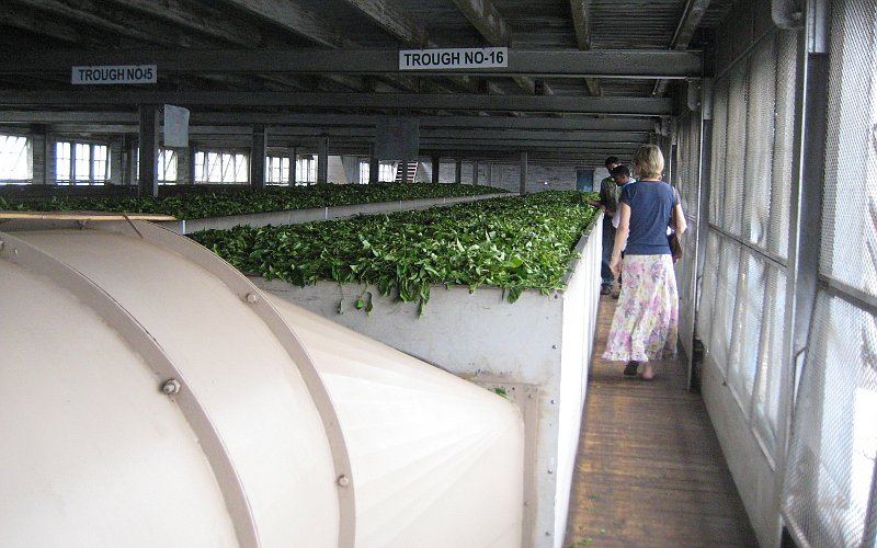 Drying the tea leaves before they are rolled, crushed and fermented