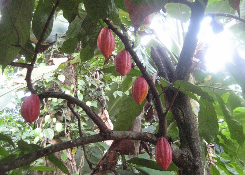 Cocoa pods growing in the Spice Garden