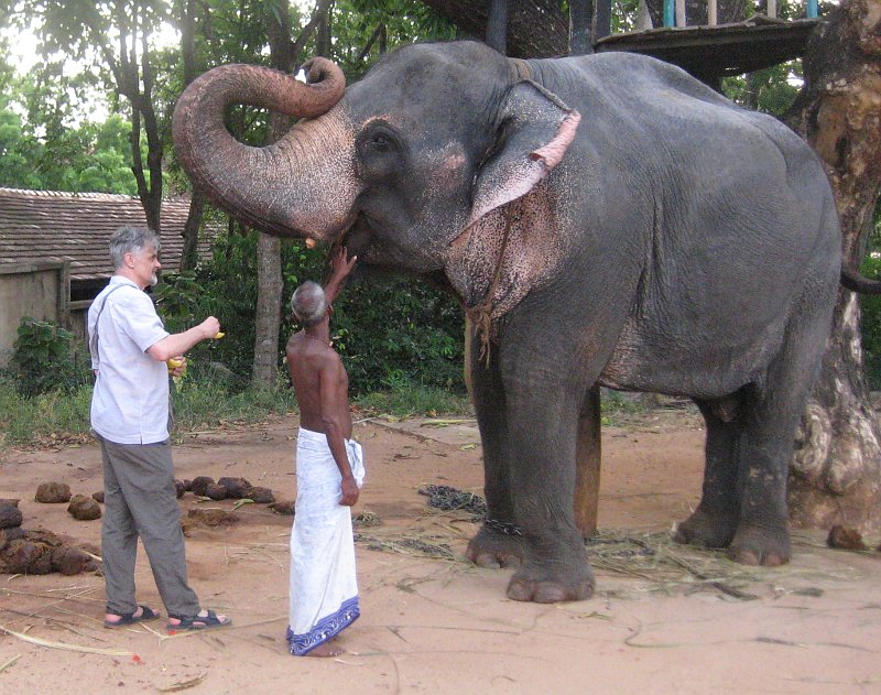 Being shown how to feed the elephant
