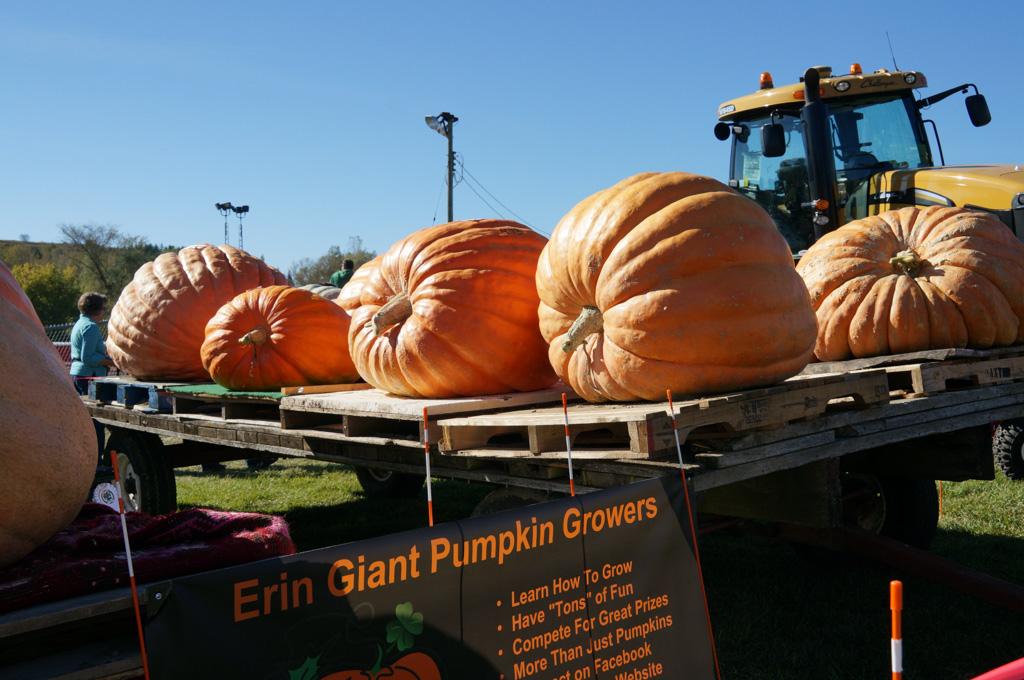 Erin-Fall-Fair_Giant-Pumpkins.jpg