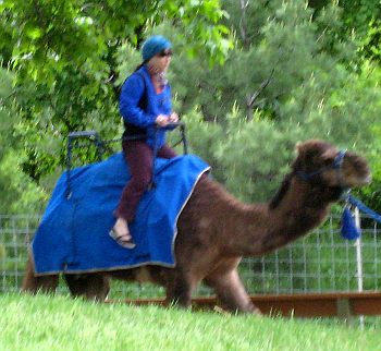 Absolutely totally unknown Person riding a camel at Toronto Zoo, June 2009.