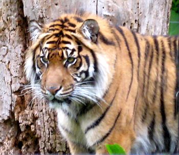 Tiger at Toronto Zoo, June 2009.